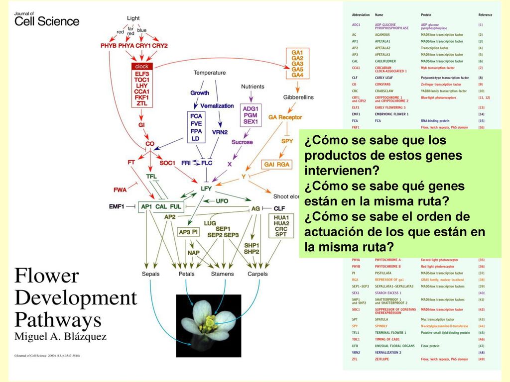 ¿Cómo se sabe que los productos de estos genes intervienen