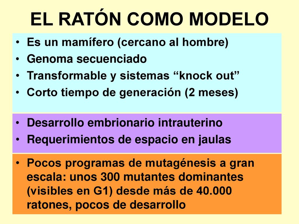 EL RATÓN COMO MODELO Es un mamífero (cercano al hombre)