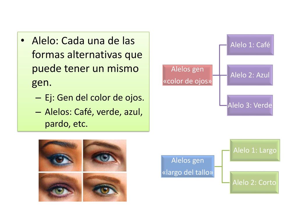 Alelo: Cada una de las formas alternativas que puede tener un mismo gen.