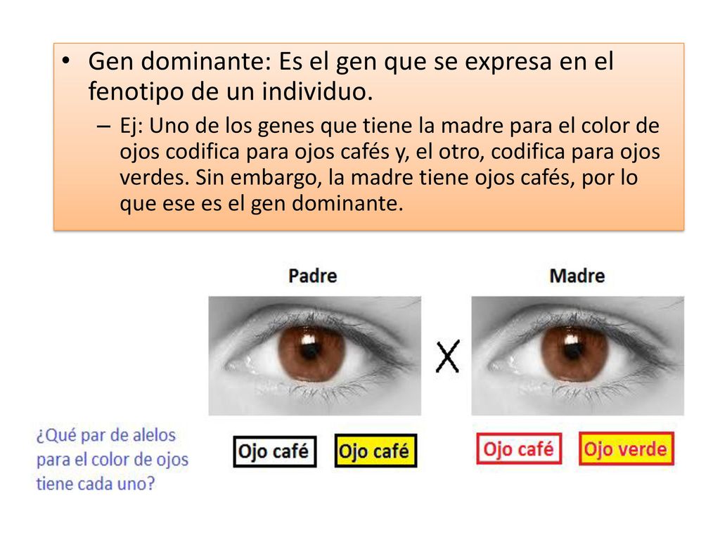 Gen dominante: Es el gen que se expresa en el fenotipo de un individuo.