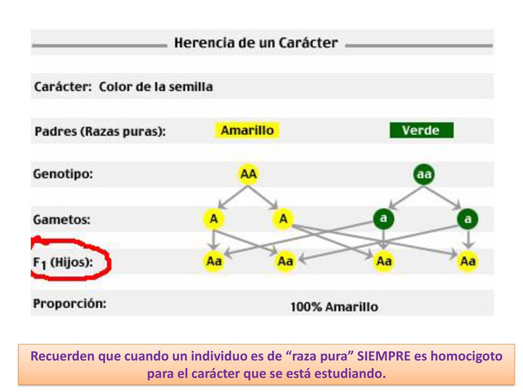 Recuerden que cuando un individuo es de raza pura SIEMPRE es homocigoto para el carácter que se está estudiando.