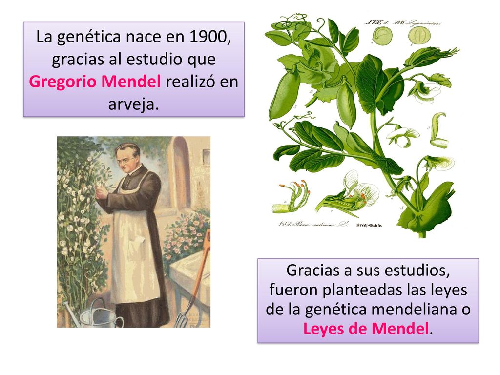 La genética nace en 1900, gracias al estudio que Gregorio Mendel realizó en arveja.