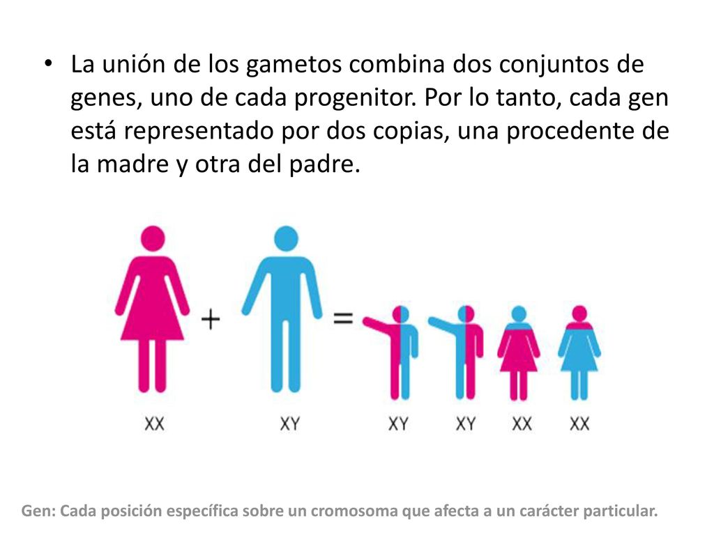 La unión de los gametos combina dos conjuntos de genes, uno de cada progenitor. Por lo tanto, cada gen está representado por dos copias, una procedente de la madre y otra del padre.