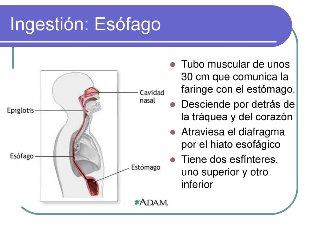 Ingestión: Esófago Tubo muscular de unos 30 cm que comunica la faringe con el estómago. Desciende por detrás de la tráquea y del corazón.