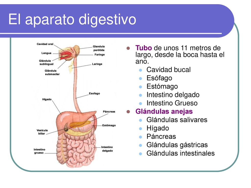 El aparato digestivo Tubo de unos 11 metros de largo, desde la boca hasta el ano. Cavidad bucal. Esófago.