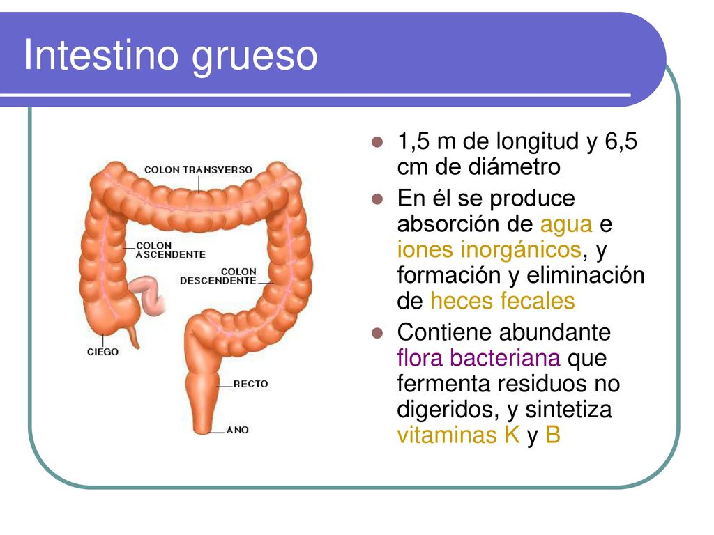 Intestino grueso 1,5 m de longitud y 6,5 cm de diámetro