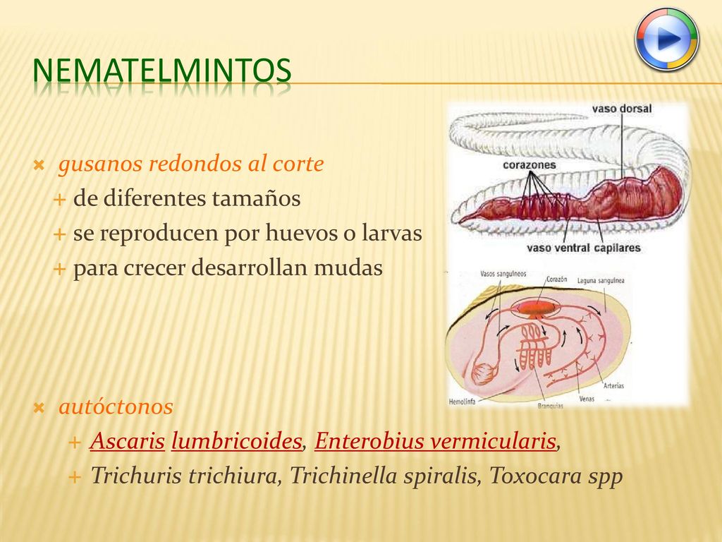 Nematelmintos gusanos redondos al corte de diferentes tamaños