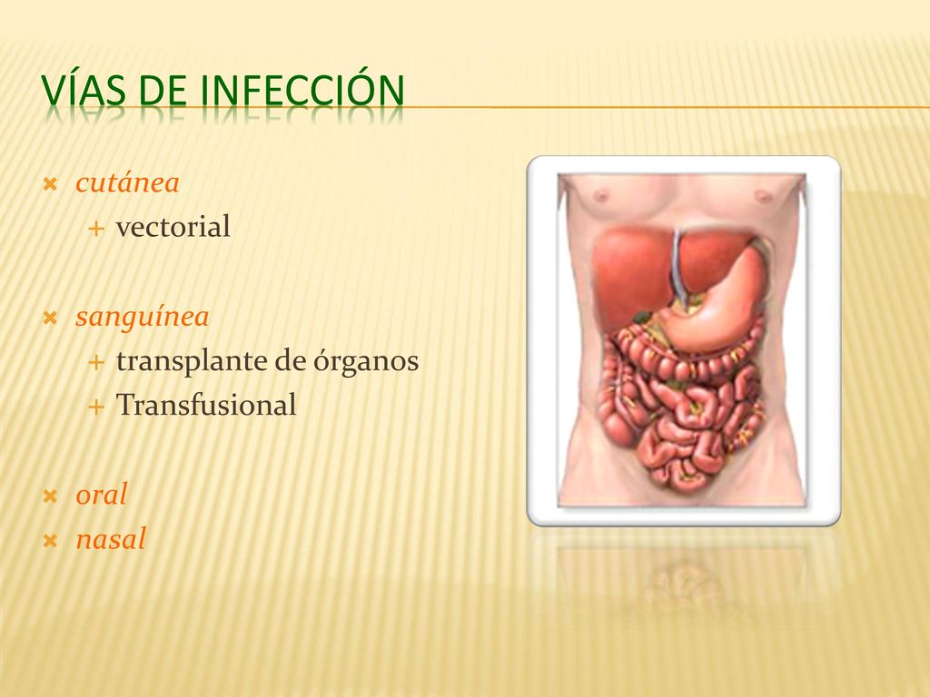 Vías de Infección cutánea vectorial sanguínea transplante de órganos