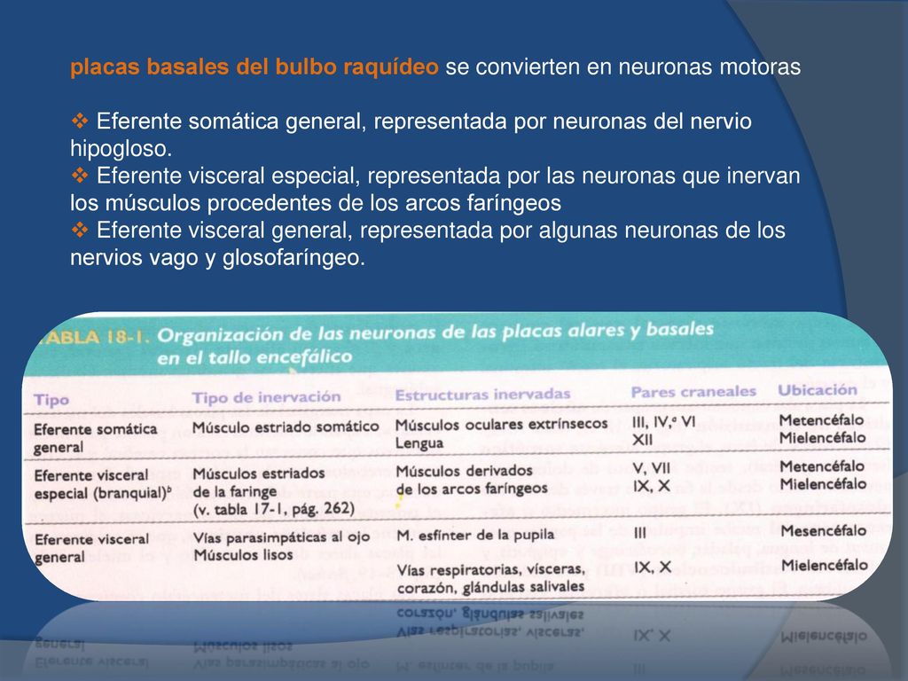 placas basales del bulbo raquídeo se convierten en neuronas motoras