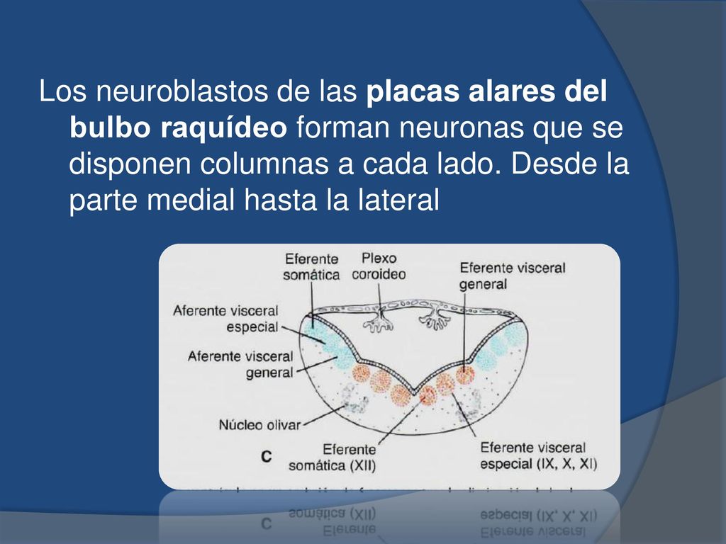 Los neuroblastos de las placas alares del bulbo raquídeo forman neuronas que se disponen columnas a cada lado. Desde la parte medial hasta la lateral