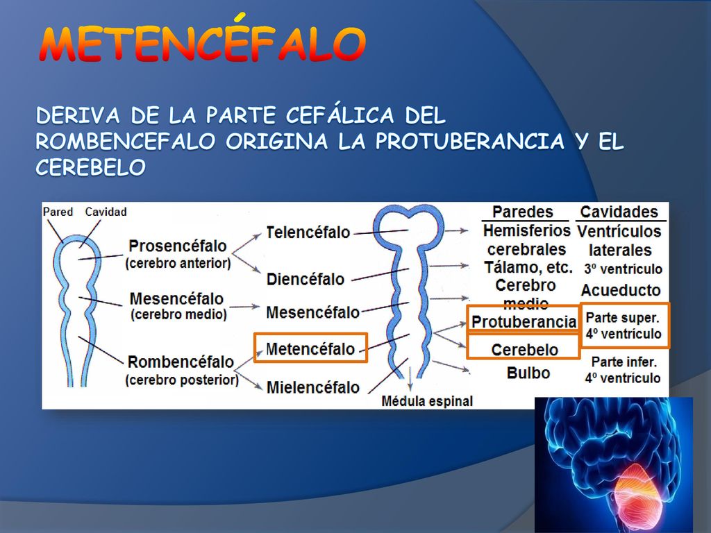 METENCÉFALO deriva de la parte cefálica del rombencefalo origina la protuberancia y el cerebelo.