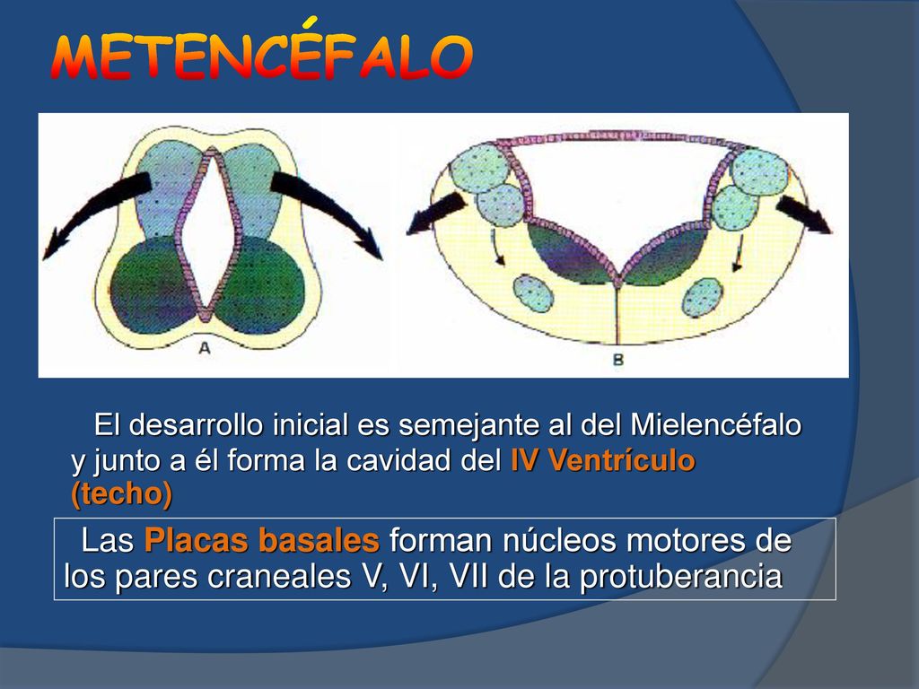 METENCÉFALO El desarrollo inicial es semejante al del Mielencéfalo y junto a él forma la cavidad del IV Ventrículo (techo)