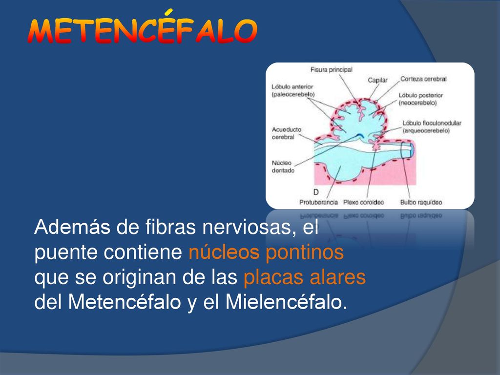 METENCÉFALO Además de fibras nerviosas, el puente contiene núcleos pontinos que se originan de las placas alares del Metencéfalo y el Mielencéfalo.