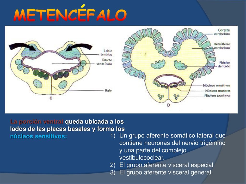 METENCÉFALO La porción ventral queda ubicada a los lados de las placas basales y forma los núcleos sensitivos: