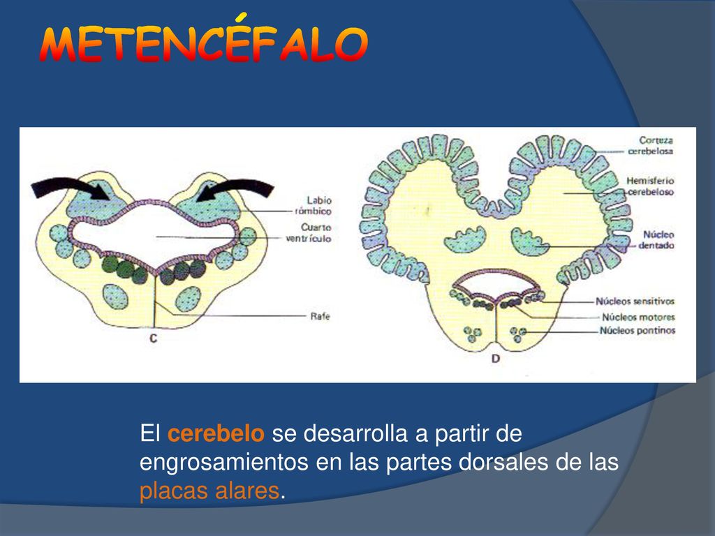 METENCÉFALO El cerebelo se desarrolla a partir de engrosamientos en las partes dorsales de las placas alares.