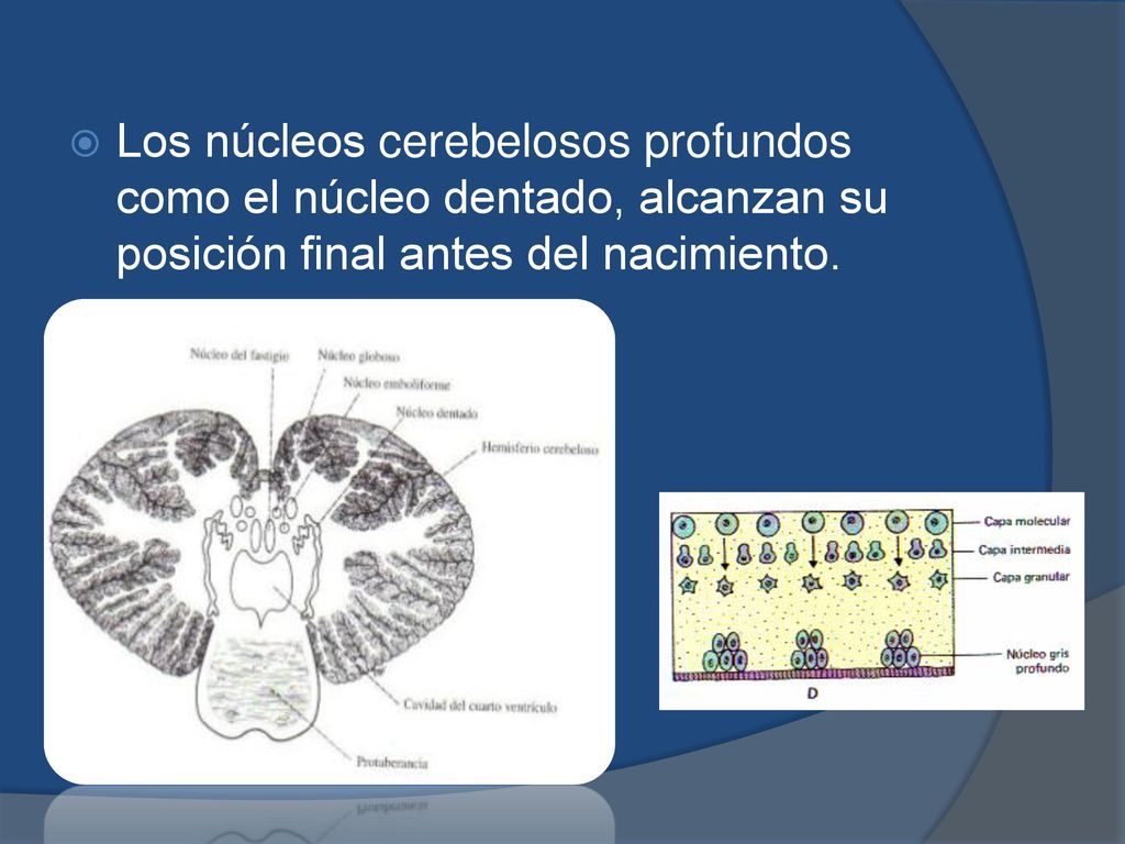 Los núcleos cerebelosos profundos como el núcleo dentado, alcanzan su posición final antes del nacimiento.