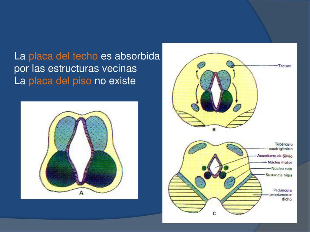 La placa del techo es absorbida por las estructuras vecinas