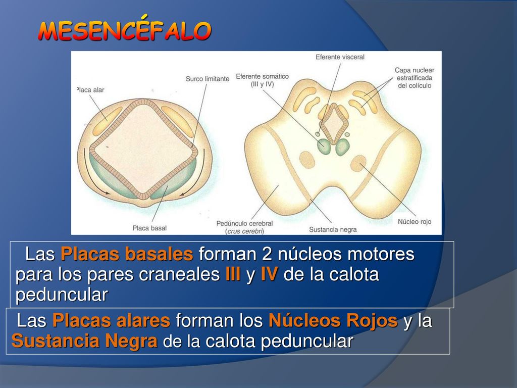 MESENCÉFALO Las Placas basales forman 2 núcleos motores para los pares craneales III y IV de la calota peduncular.