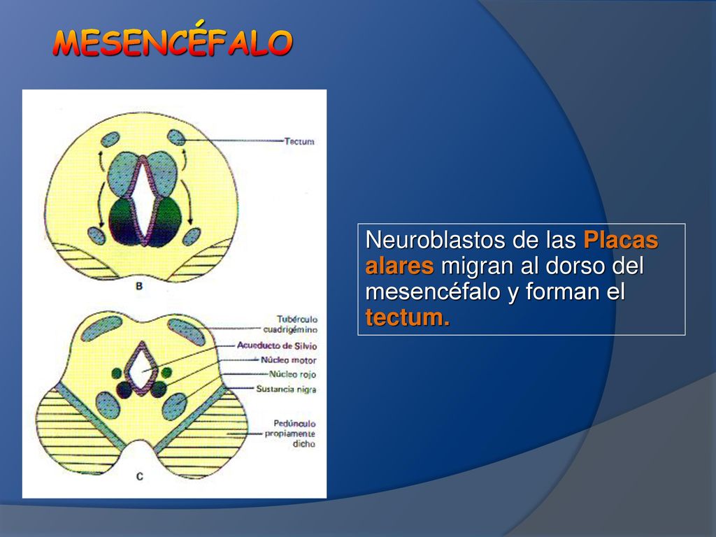 MESENCÉFALO Neuroblastos de las Placas alares migran al dorso del mesencéfalo y forman el tectum.