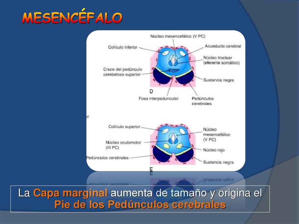 MESENCÉFALO La Capa marginal aumenta de tamaño y origina el Pie de los Pedúnculos cerebrales