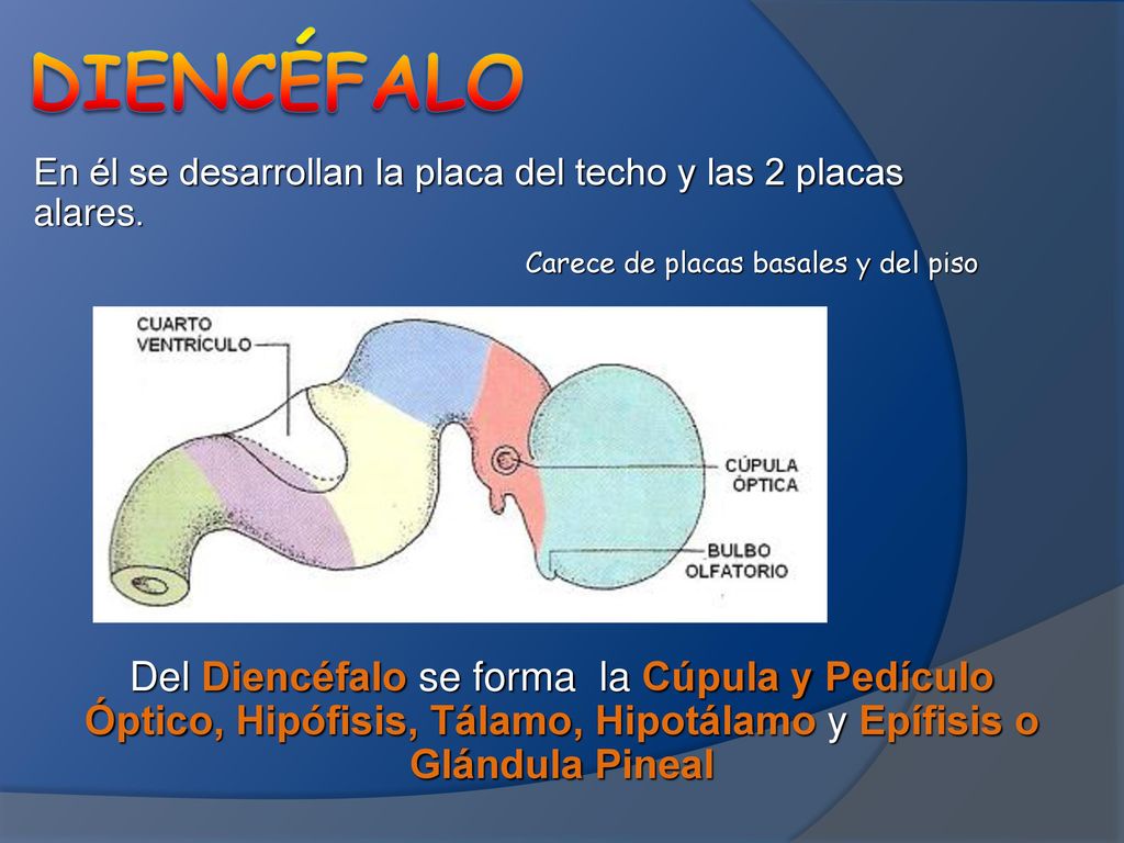 Diencéfalo En él se desarrollan la placa del techo y las 2 placas alares. Carece de placas basales y del piso.