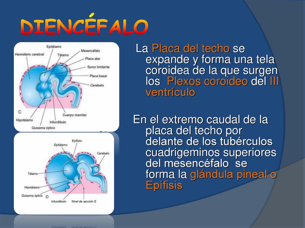 DIENCÉFALO La Placa del techo se expande y forma una tela coroidea de la que surgen los Plexos coroideo del III ventrículo.