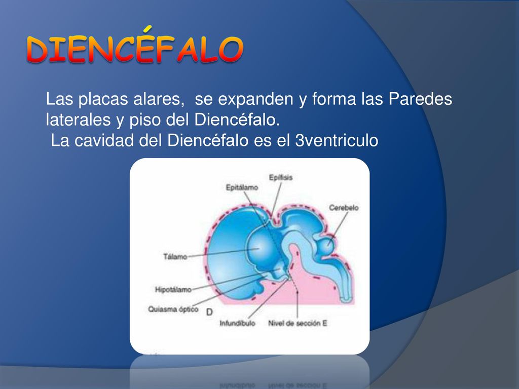 Diencéfalo Las placas alares, se expanden y forma las Paredes laterales y piso del Diencéfalo. La cavidad del Diencéfalo es el 3ventriculo.