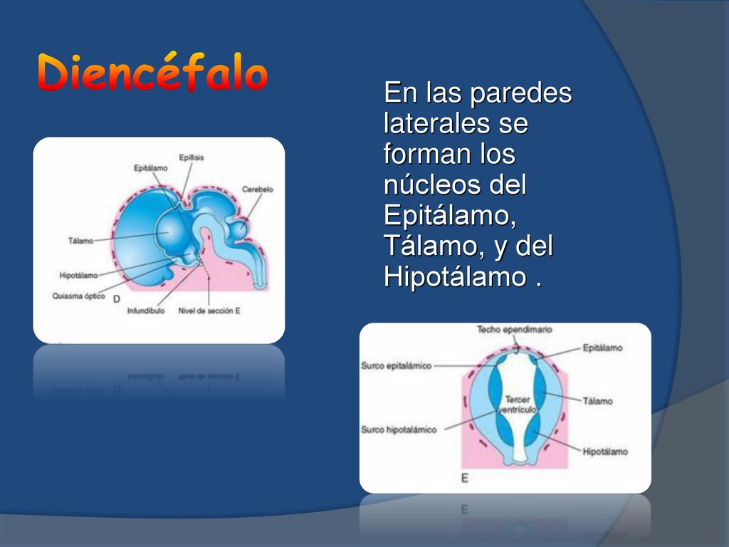 Diencéfalo En las paredes laterales se forman los núcleos del Epitálamo, Tálamo, y del Hipotálamo .