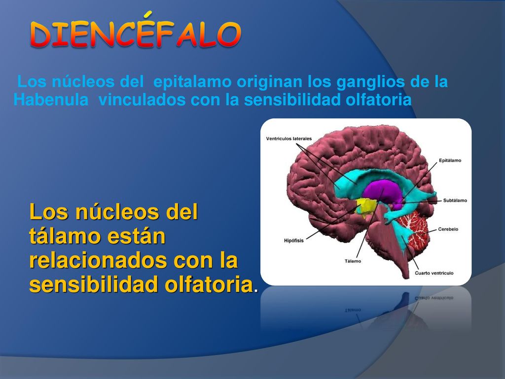 Diencéfalo Los núcleos del epitalamo originan los ganglios de la Habenula vinculados con la sensibilidad olfatoria.