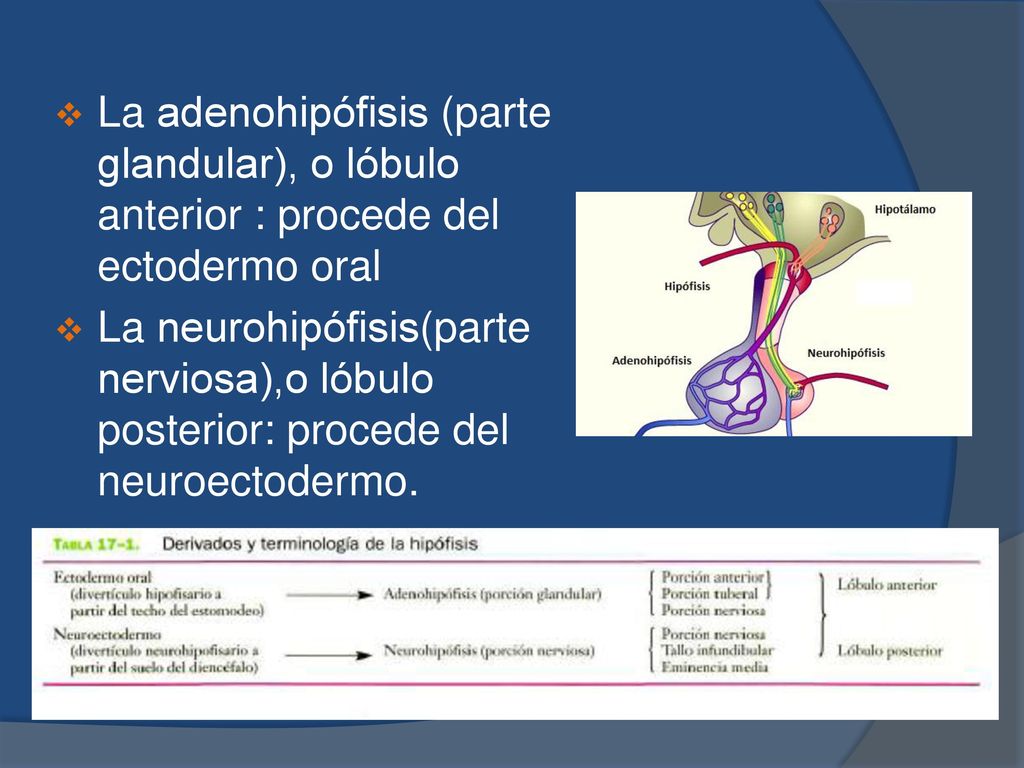 La adenohipófisis (parte glandular), o lóbulo anterior : procede del ectodermo oral