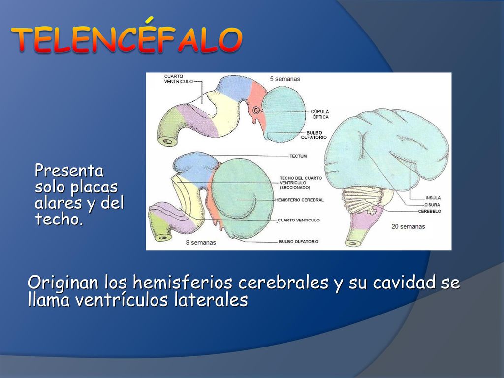 Telencéfalo Presenta solo placas alares y del techo. El telencéfalo deriva de la parte cefálica del prosencéfalo.