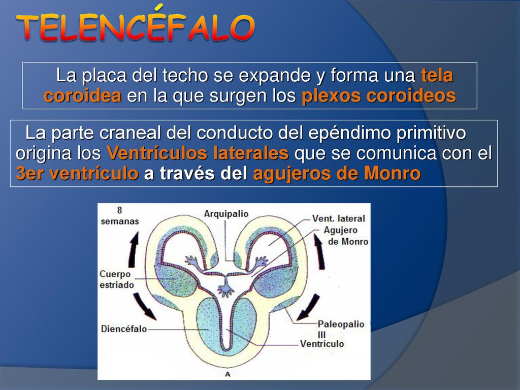 Telencéfalo La placa del techo se expande y forma una tela coroidea en la que surgen los plexos coroideos.