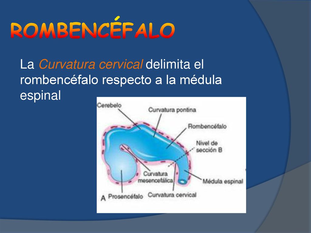 ROMBENCÉFALO La Curvatura cervical delimita el rombencéfalo respecto a la médula espinal