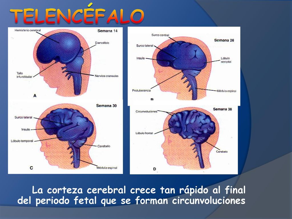 Telencéfalo La corteza cerebral crece tan rápido al final del periodo fetal que se forman circunvoluciones.
