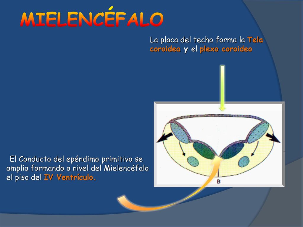 MIELENCÉFALO La placa del techo forma la Tela coroidea y el plexo coroideo.
