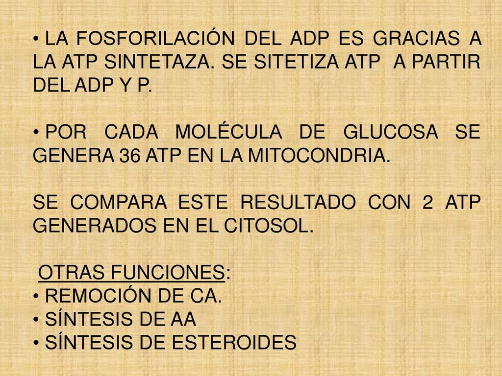 LA FOSFORILACIÓN DEL ADP ES GRACIAS A LA ATP SINTETAZA
