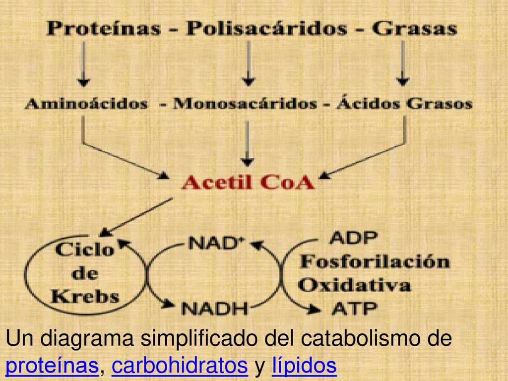 Un diagrama simplificado del catabolismo de proteínas, carbohidratos y lípidos