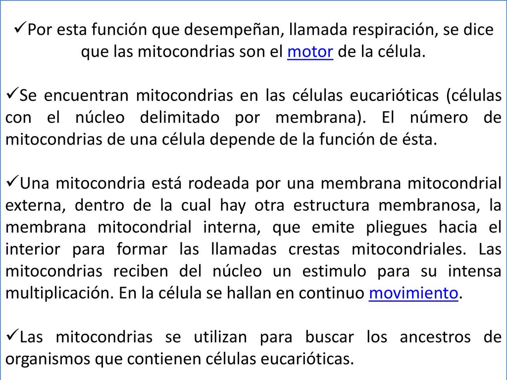 Por esta función que desempeñan, llamada respiración, se dice que las mitocondrias son el motor de la célula.