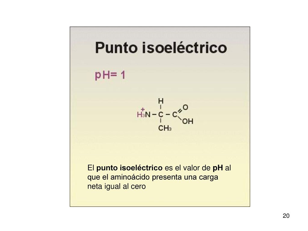 El punto isoeléctrico es el valor de pH al que el aminoácido presenta una carga neta igual al cero