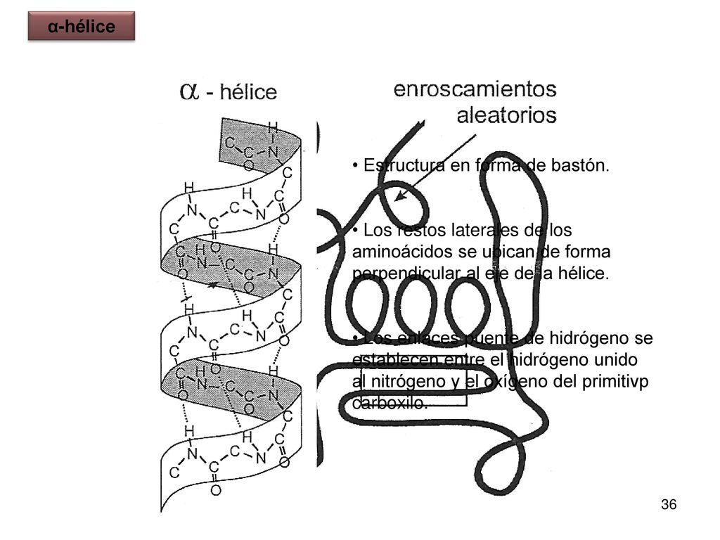 α-hélice Estructura en forma de bastón. Los restos laterales de los aminoácidos se ubican de forma perpendicular al eje de la hélice.
