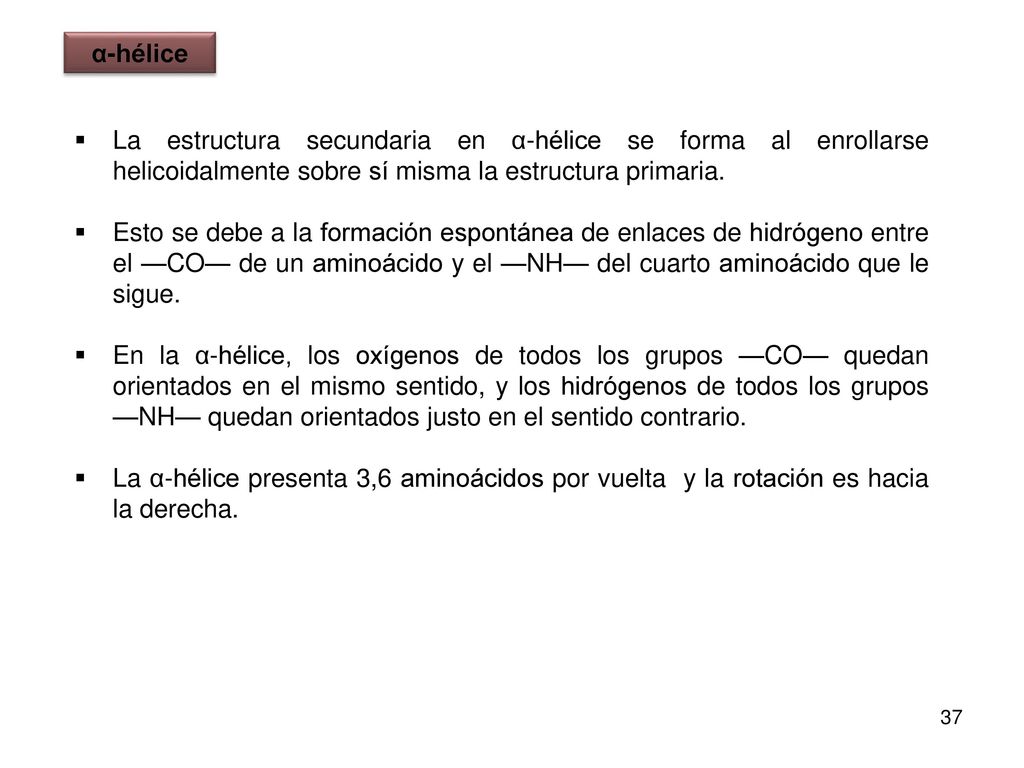 α-hélice La estructura secundaria en α-hélice se forma al enrollarse helicoidalmente sobre sí misma la estructura primaria.