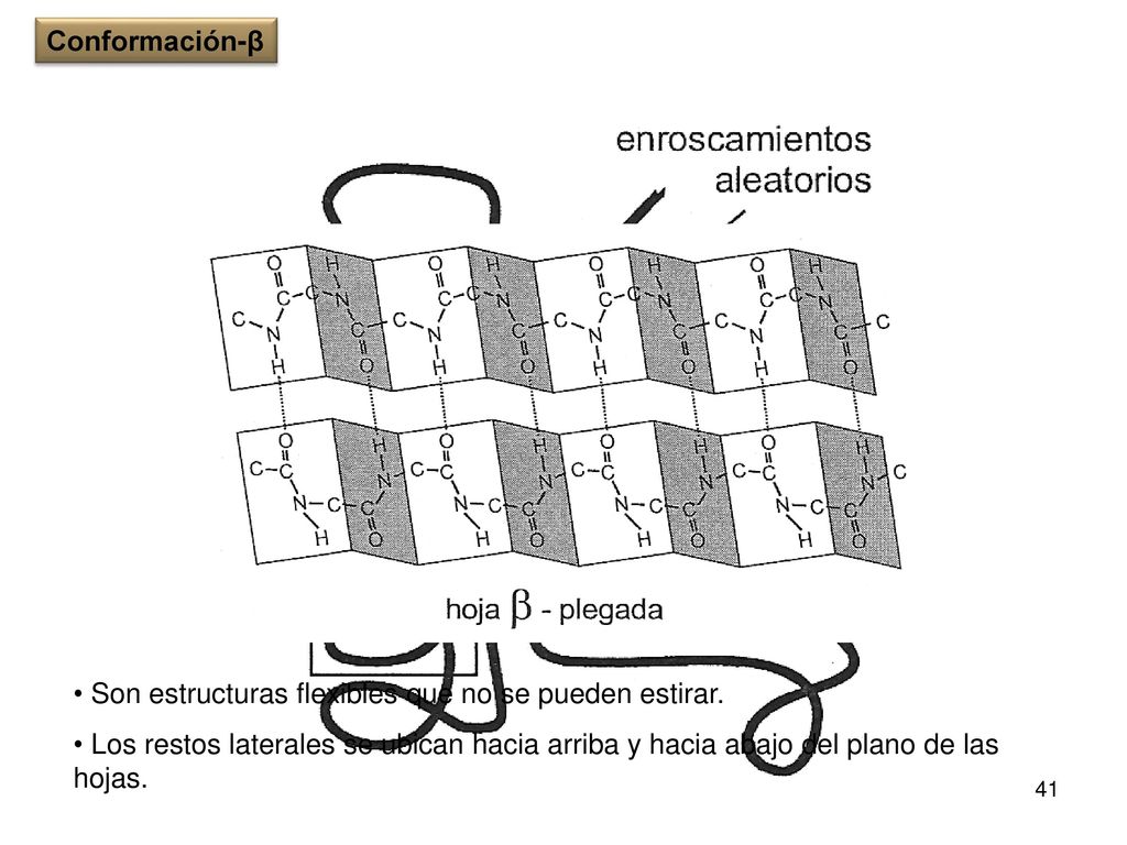Conformación-β Son estructuras flexibles que no se pueden estirar.