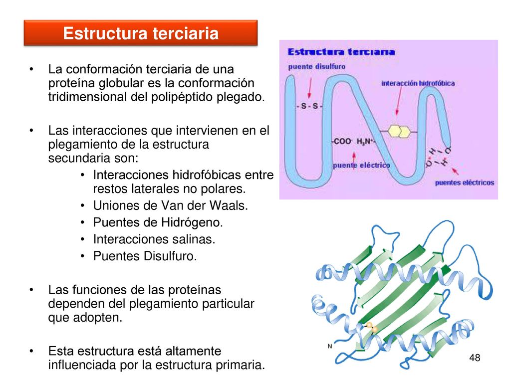 Estructura terciaria La conformación terciaria de una proteína globular es la conformación tridimensional del polipéptido plegado.