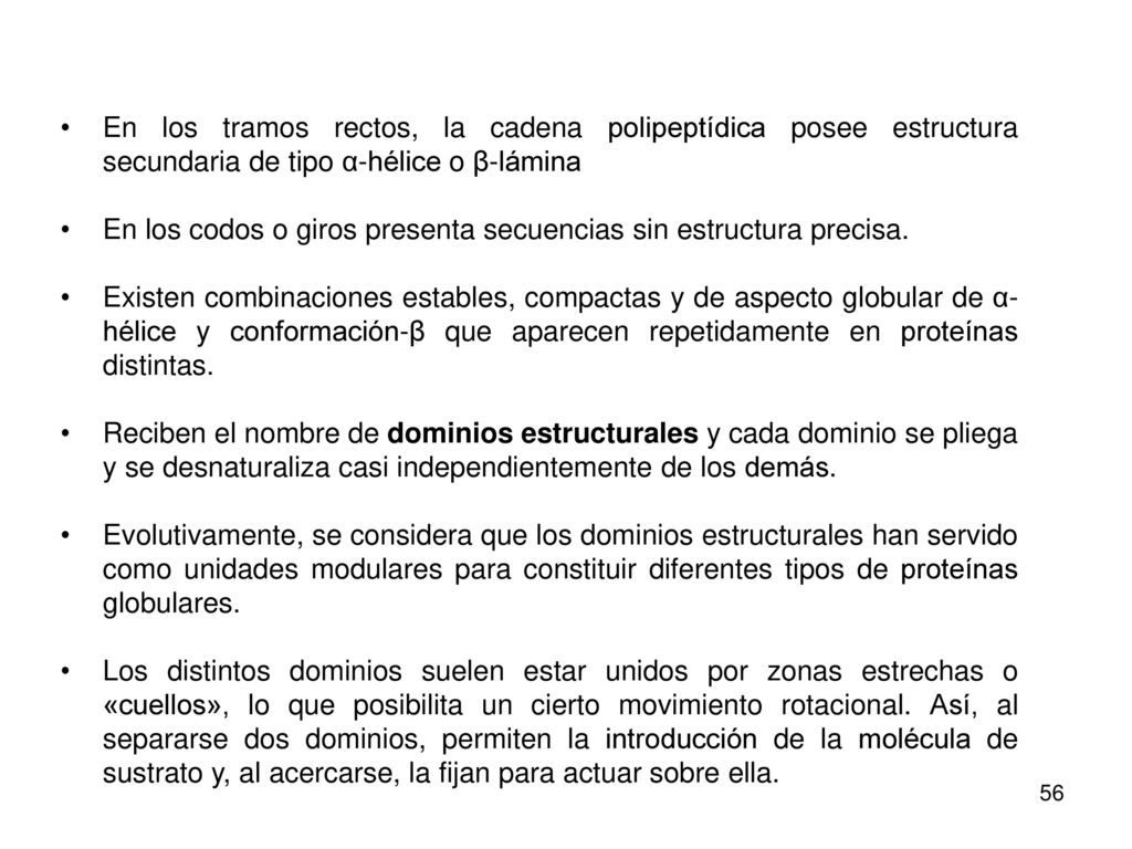 En los tramos rectos, la cadena polipeptídica posee estructura secundaria de tipo α-hélice o β-lámina