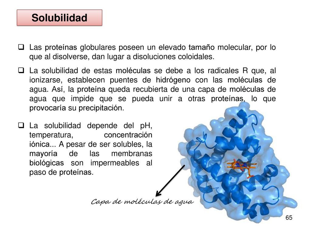 Solubilidad Las proteínas globulares poseen un elevado tamaño molecular, por lo que al disolverse, dan lugar a disoluciones coloidales.