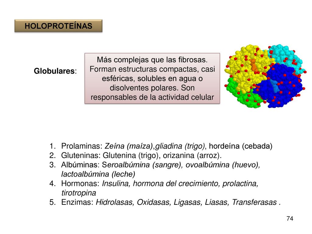 HOLOPROTEÍNAS Globulares: Prolaminas: Zeína (maíza),gliadina (trigo), hordeína (cebada) Gluteninas: Glutenina (trigo), orizanina (arroz).