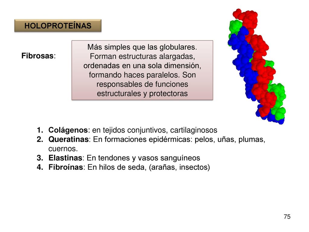 HOLOPROTEÍNAS Fibrosas: Colágenos: en tejidos conjuntivos, cartilaginosos. Queratinas: En formaciones epidérmicas: pelos, uñas, plumas, cuernos.