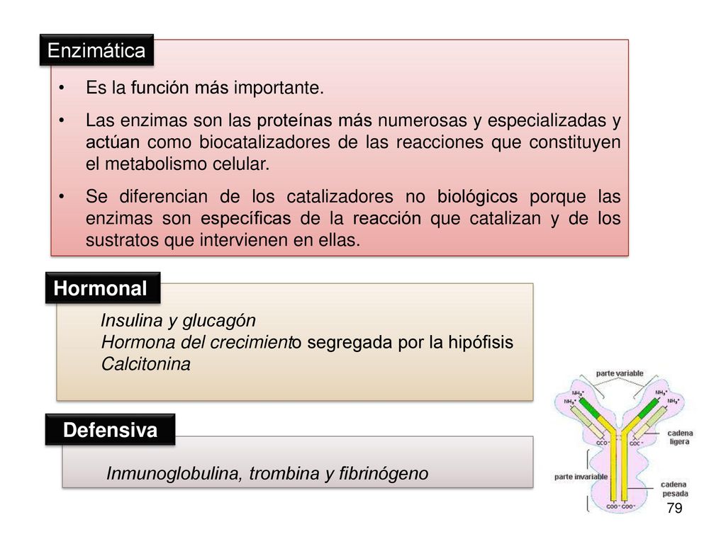 Enzimática Hormonal Defensiva Es la función más importante.