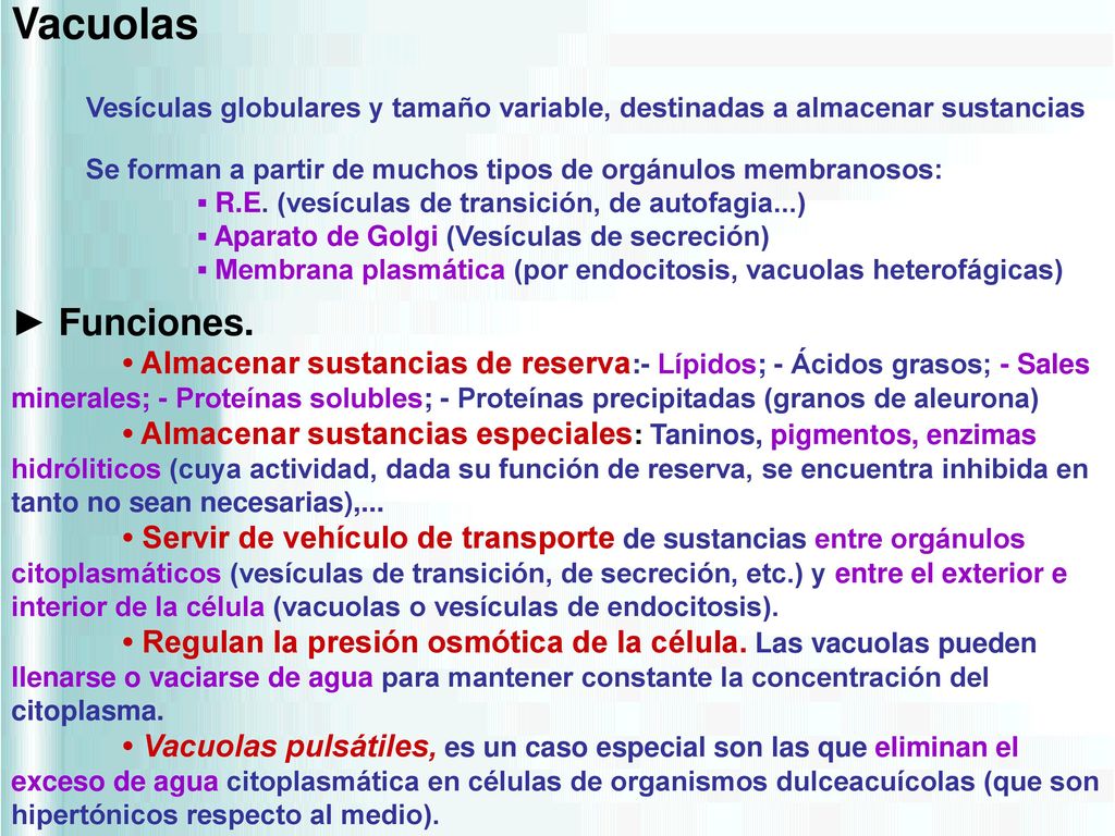 Vacuolas Vesículas globulares y tamaño variable, destinadas a almacenar sustancias. Se forman a partir de muchos tipos de orgánulos membranosos: