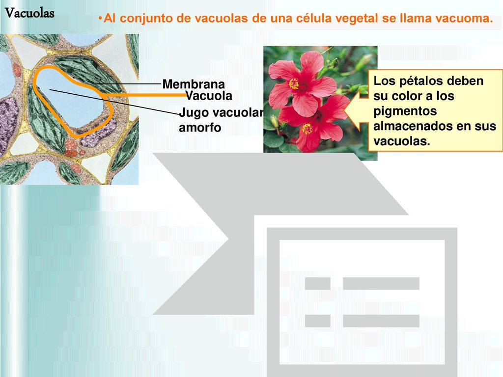 Vacuolas Al conjunto de vacuolas de una célula vegetal se llama vacuoma. Vacuola.